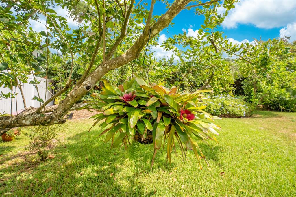 Property listing photo for 1443 HIBISCUS AVENUE